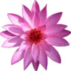 Meet your Posher, Clara